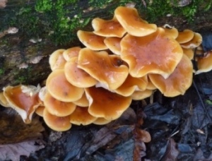 Fungi, Greencroft Valley