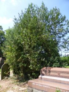 Holly Tree, Walton Churchyard