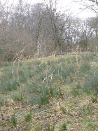 Reeds of Arfderydd